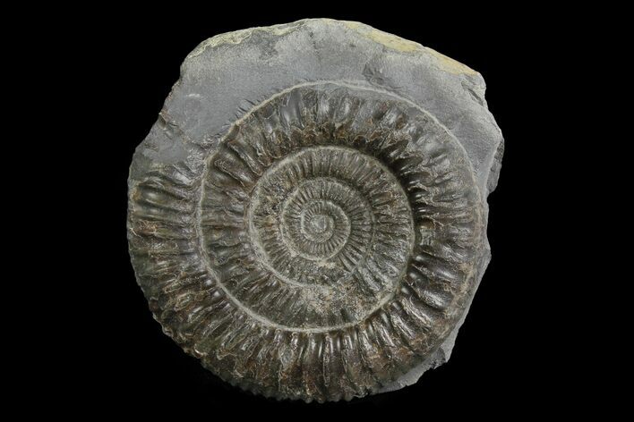 Ammonite (Dactylioceras) Fossil - England #174262